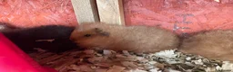 Guinea Pig rodents for sale: Fluffy piggies  - Advert 3