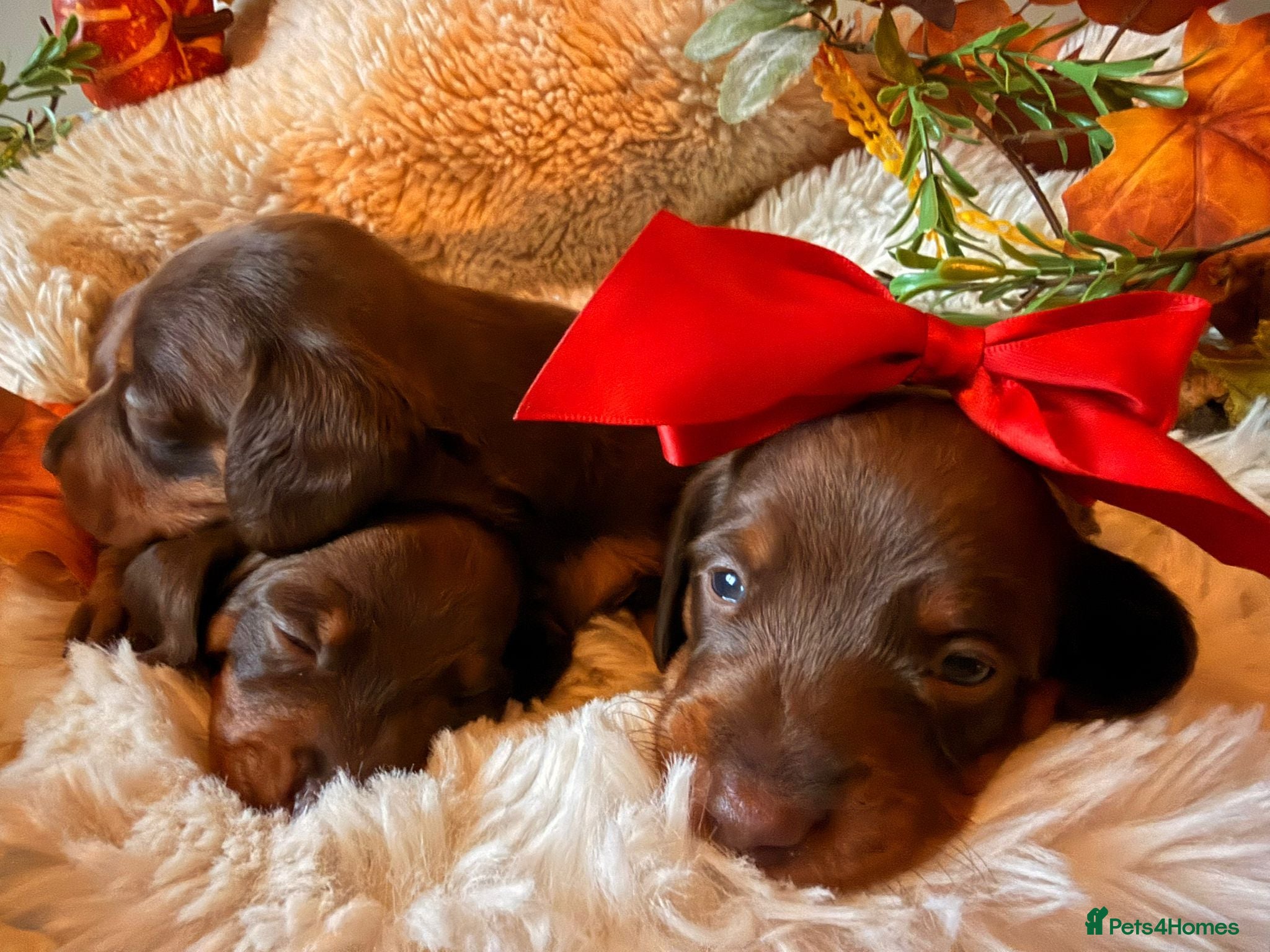 Miniature Dachshund dogs Miniature chocolate and tan dashound - Advert 16