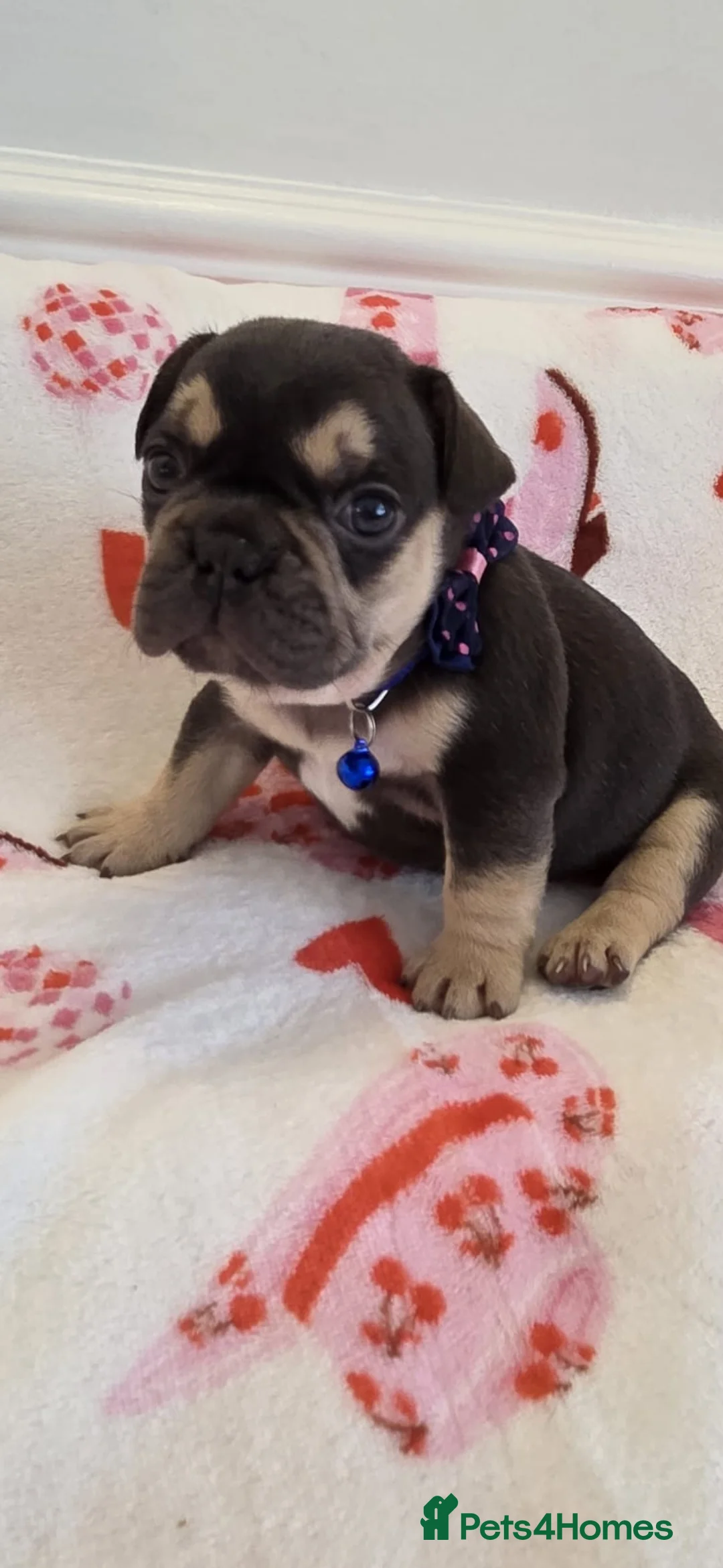 French Bulldog dogs for sale: Beautiful Frenchie puppies - Advert 27