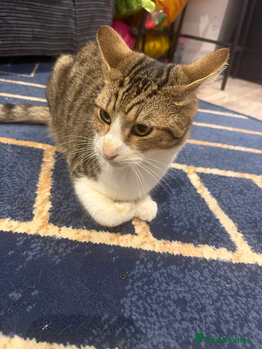 Domestic Shorthair cats for sale: Short hair Tabby brothers in need of a new home  - Advert 2