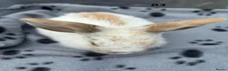 Mini Lop rabbits for sale: 🐰 Beautiful Mini Lop Baby Bunnies– Ready to go 🐰 - Advert 15