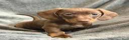 Miniature Dachshund dogs for sale: Long haired Miniature dachshund  - Advert 27