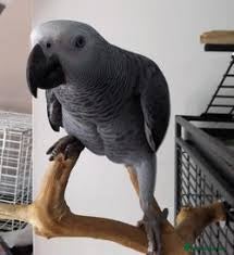 Parrots birds Male African grey - Advert 1
