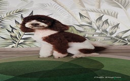 Goldendoodle dogs for stud: FULLY HEALTH TESTED! MOYEN POODLE STUD! in Kettering - Image 22