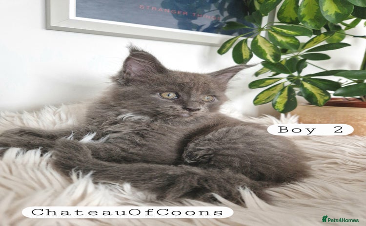 Maine Coon cats Stunning Black Smoke Registred Maine Coon Kittens - Advert 1