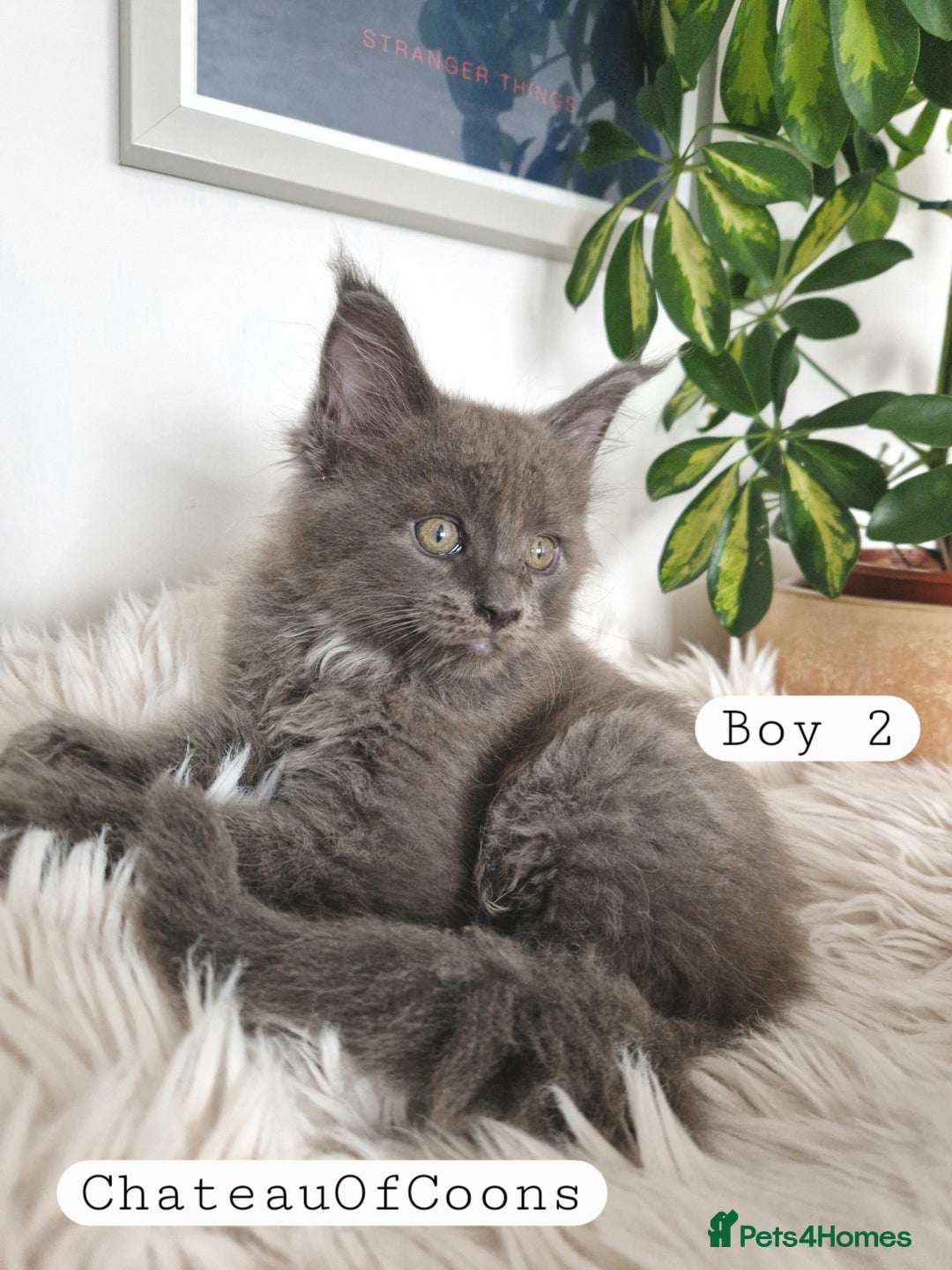 Maine Coon cats for sale: Stunning Black Smoke Registred Maine Coon Kittens - Image 9