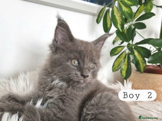 Maine Coon cats Stunning Black Smoke Registred Maine Coon Kittens - Advert 18