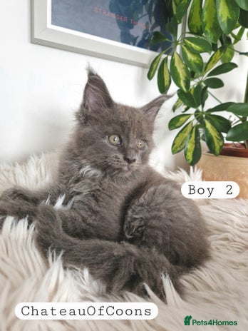 Maine Coon cats Stunning Black Smoke Registred Maine Coon Kittens - Advert 1