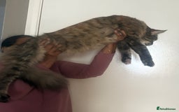 Maine Coon cats for sale: Main coon  - Image 5