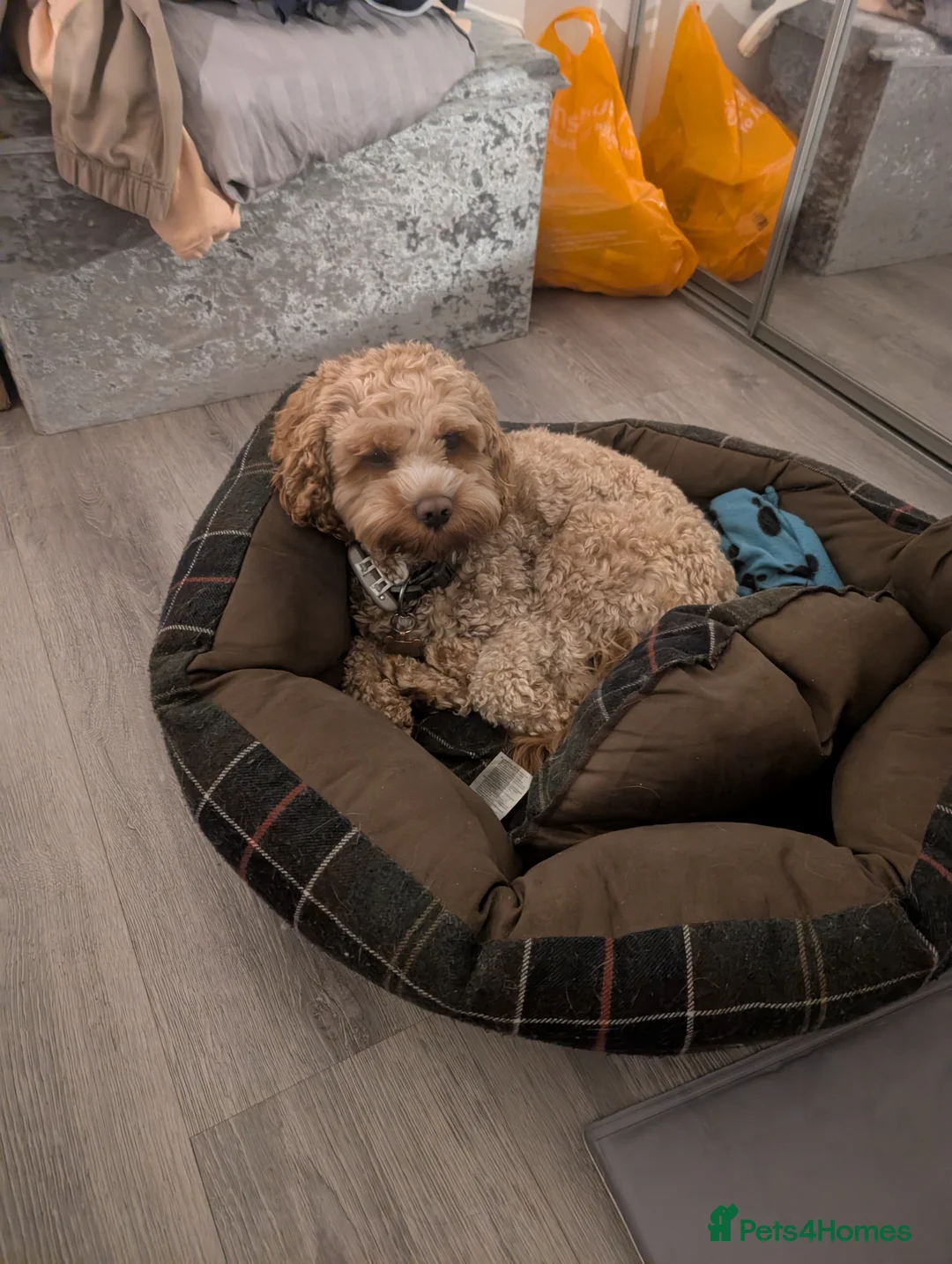 Cavapoo dogs for stud: Handsome Cavapoo for Stud - Advert 10