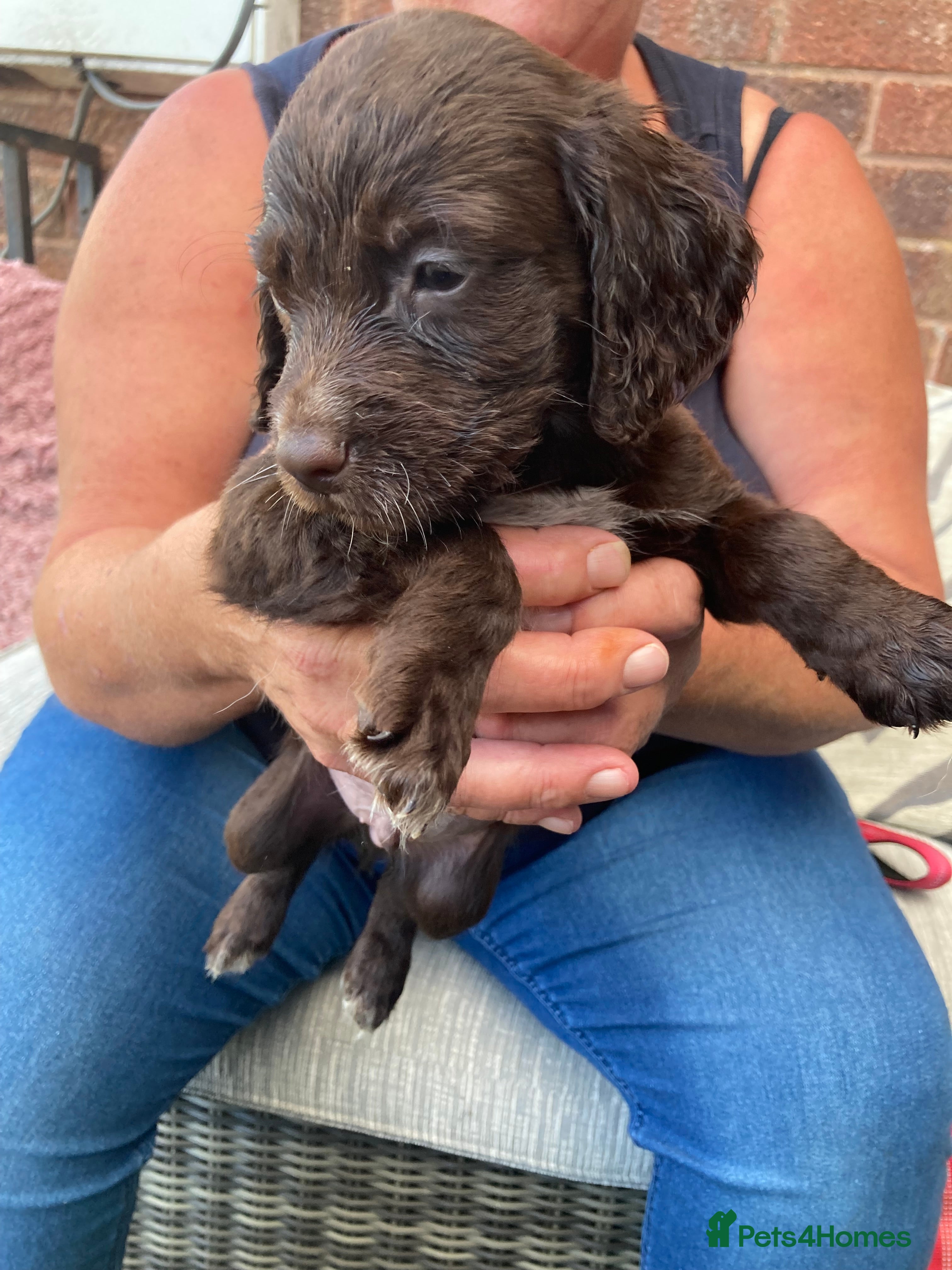 Cocker Spaniel dogs Cocker spaniel puppies - Advert 2