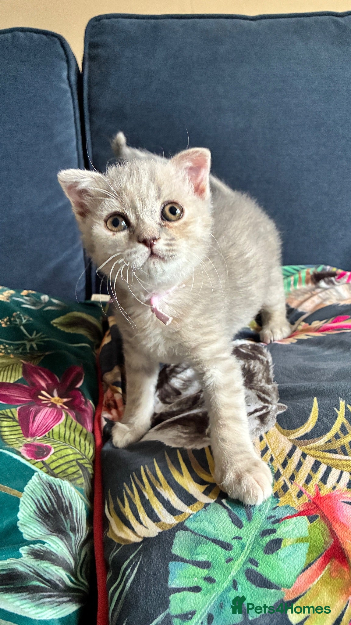 Scottish Fold cats Beautiful confident Scottish Fold/straight Kittens - Advert 1