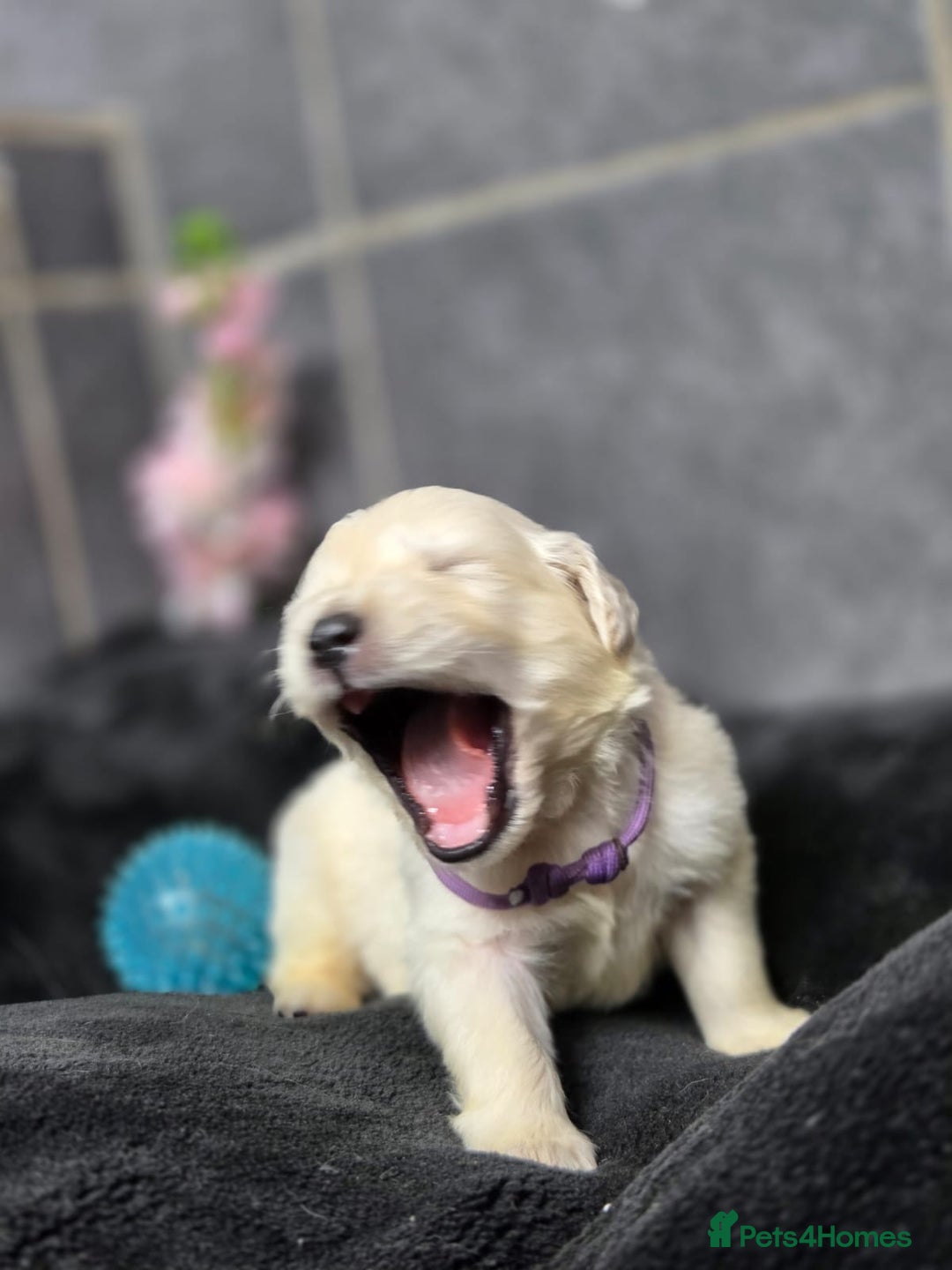 Golden Retriever dogs for sale: Gorgeous kc reg golden retrievers  - Advert 7