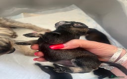 Miniature Schnauzer dogs for sale: 🐾🐶Schnauzer/Schnoodles🐶🐾 - Image 7