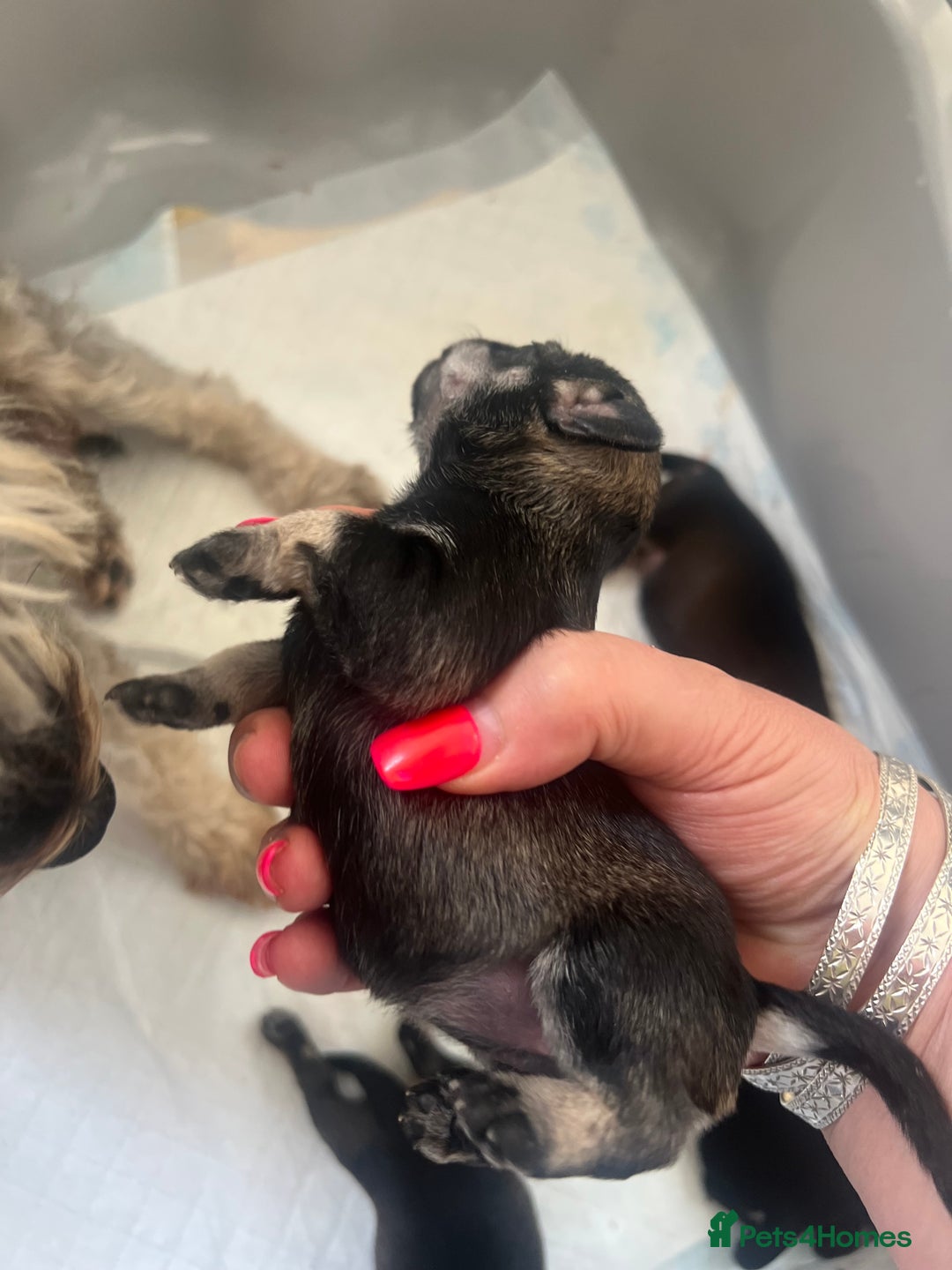 Miniature Schnauzer dogs for sale: 🐾🐶Schnauzer/Schnoodles🐶🐾 - Image 7