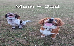Cocker Spaniel dogs for sale: Cocker spaniels - Image 21