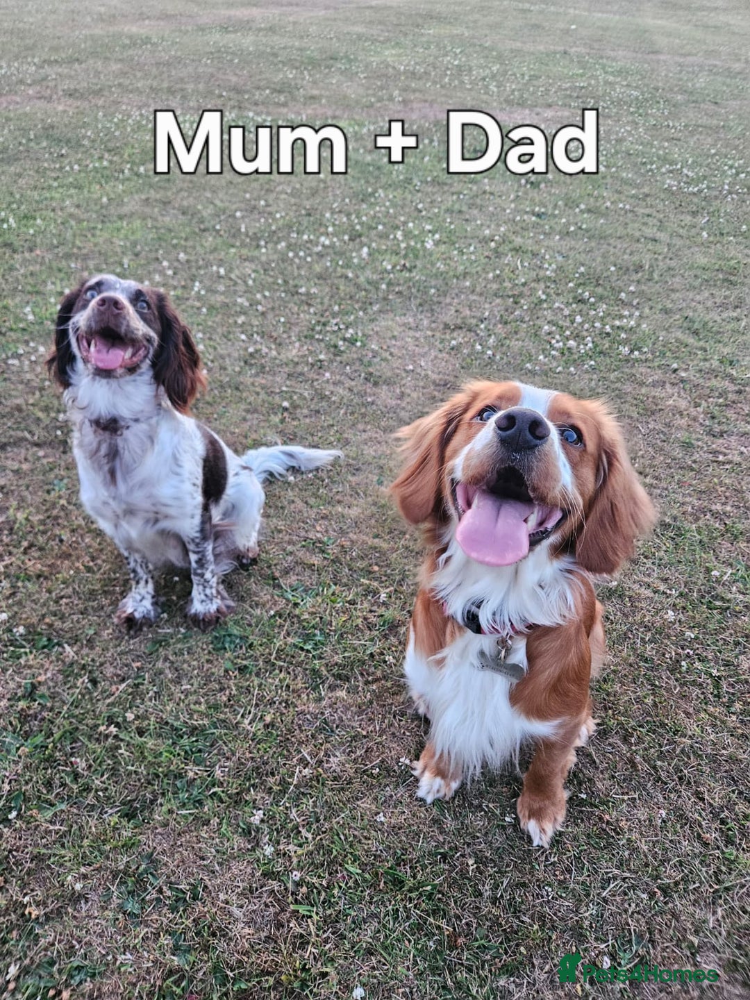 Cocker Spaniel dogs for sale: Cocker spaniels - Image 21