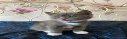 Norwegian Forest Cat cats for sale: 6 Norwegian Forest kittens in Cardiff - Advert 12