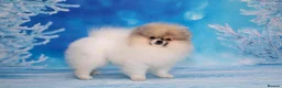 Pomeranian dogs for sale: Pom girl from 5⭐ licensed breeder - Advert 9