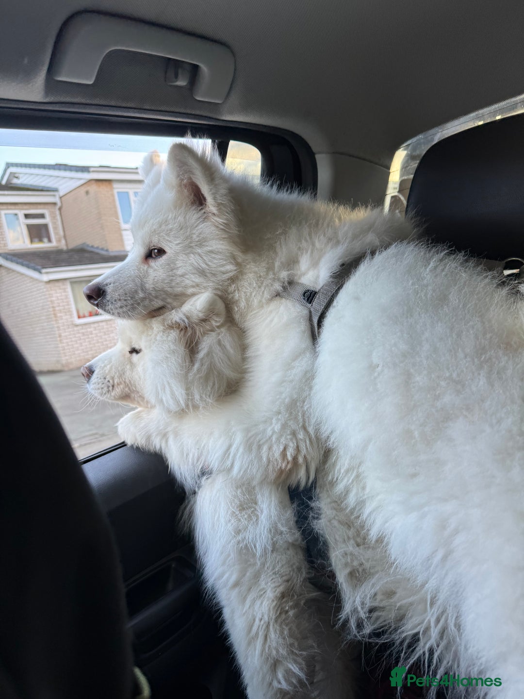 Samoyed dogs for sale: 1-year Samoyed - Advert 4
