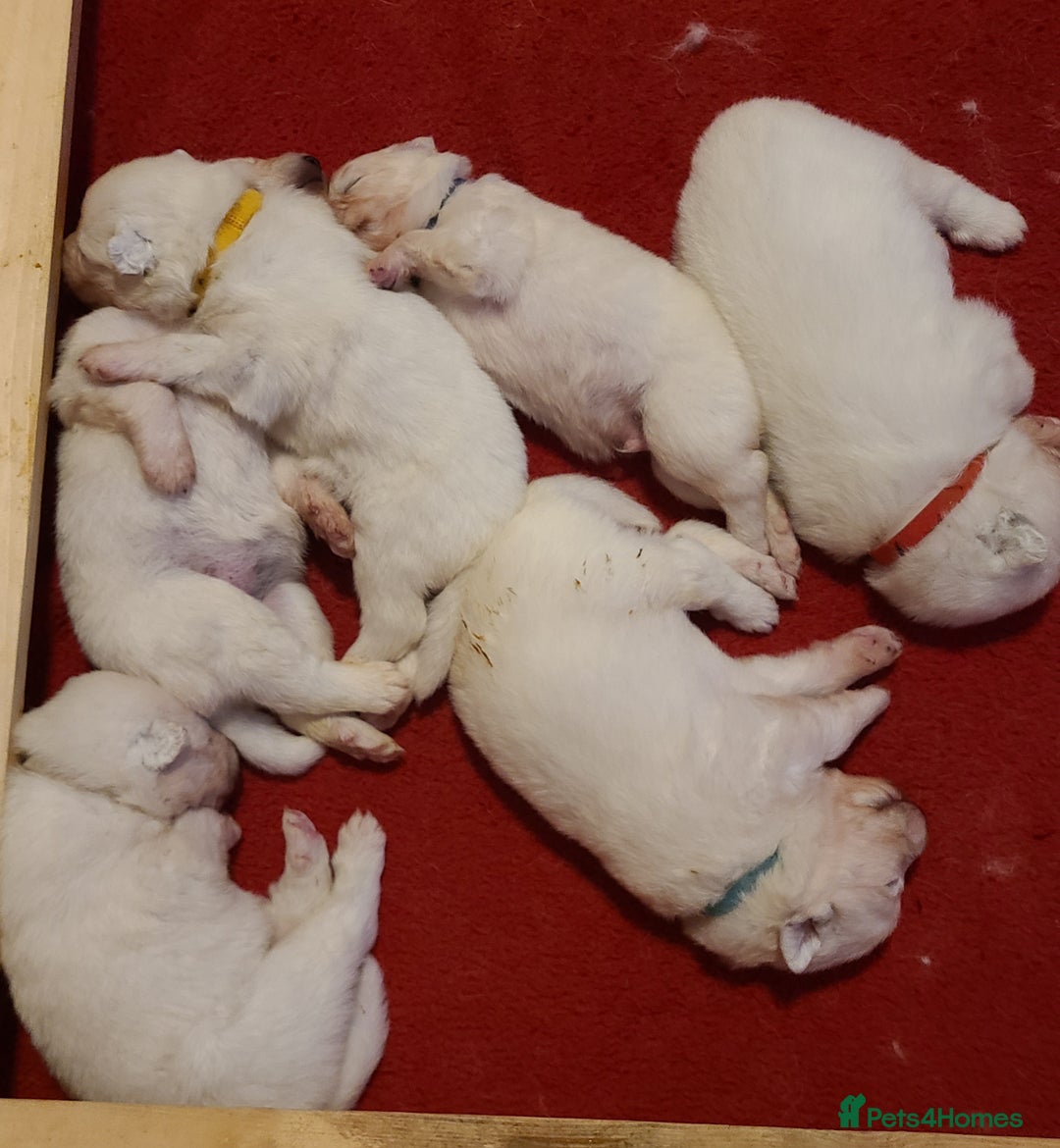 Samoyed dogs for sale: 🐾 Exceptional Pedigree Samoyed Puppies  🐾 - Image 6