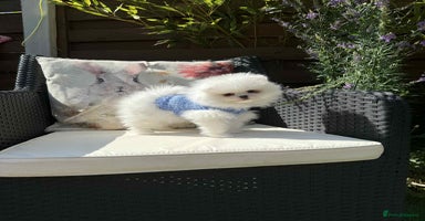 Pomeranian dogs - Advert 1