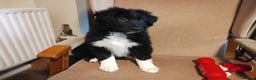 Border Collie dogs for sale: Border Collie Puppies Top Quality! - Advert 9