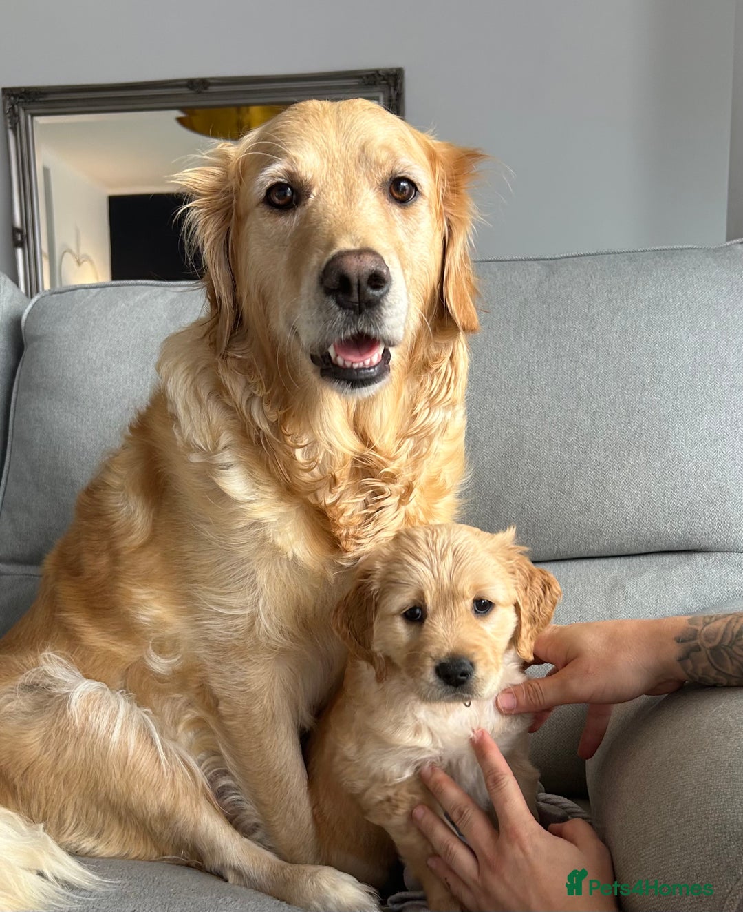 Golden Retriever dogs for sale: Golden retriever puppies!  - Image 2