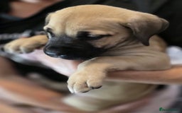 Mixed Breed dogs for sale: Presa Canario x Boerboel Puppies in Bromley - Image 33
