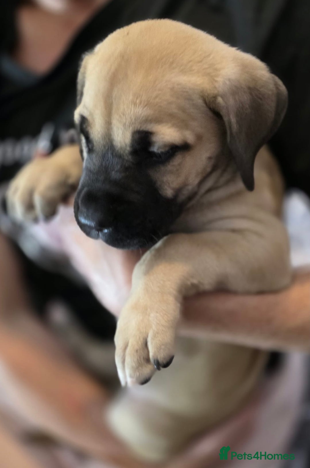 Mixed Breed dogs for sale: Presa Canario x Boerboel Puppies in Bromley - Image 33