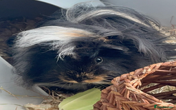 Guinea Pig rodents for sale: 2 male Guinea pigs Grinch(dark & Max(brown) - Image 12