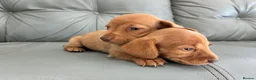 Miniature Dachshund dogs for sale: 🏆💙💖 KC REG 5 STAR BREEDER💙💖🏆CREAM - Advert 17