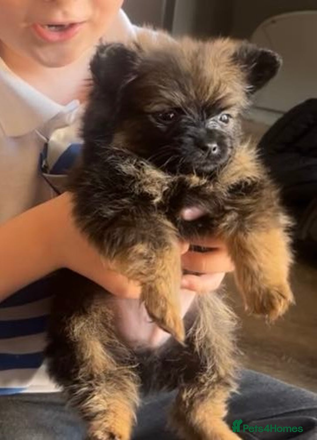 Pomeranian dogs for stud: Kensesqui Mighty Hercules aka Bear for stud  - Advert 5