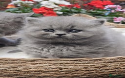 British Shorthair cats for sale: Show Quality Champions British Shorthair GCCF - Image 3