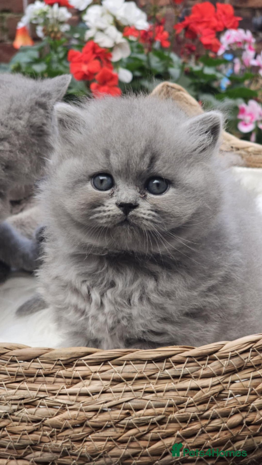 British Shorthair cats for sale: Show Quality Champions British Shorthair GCCF - Image 3