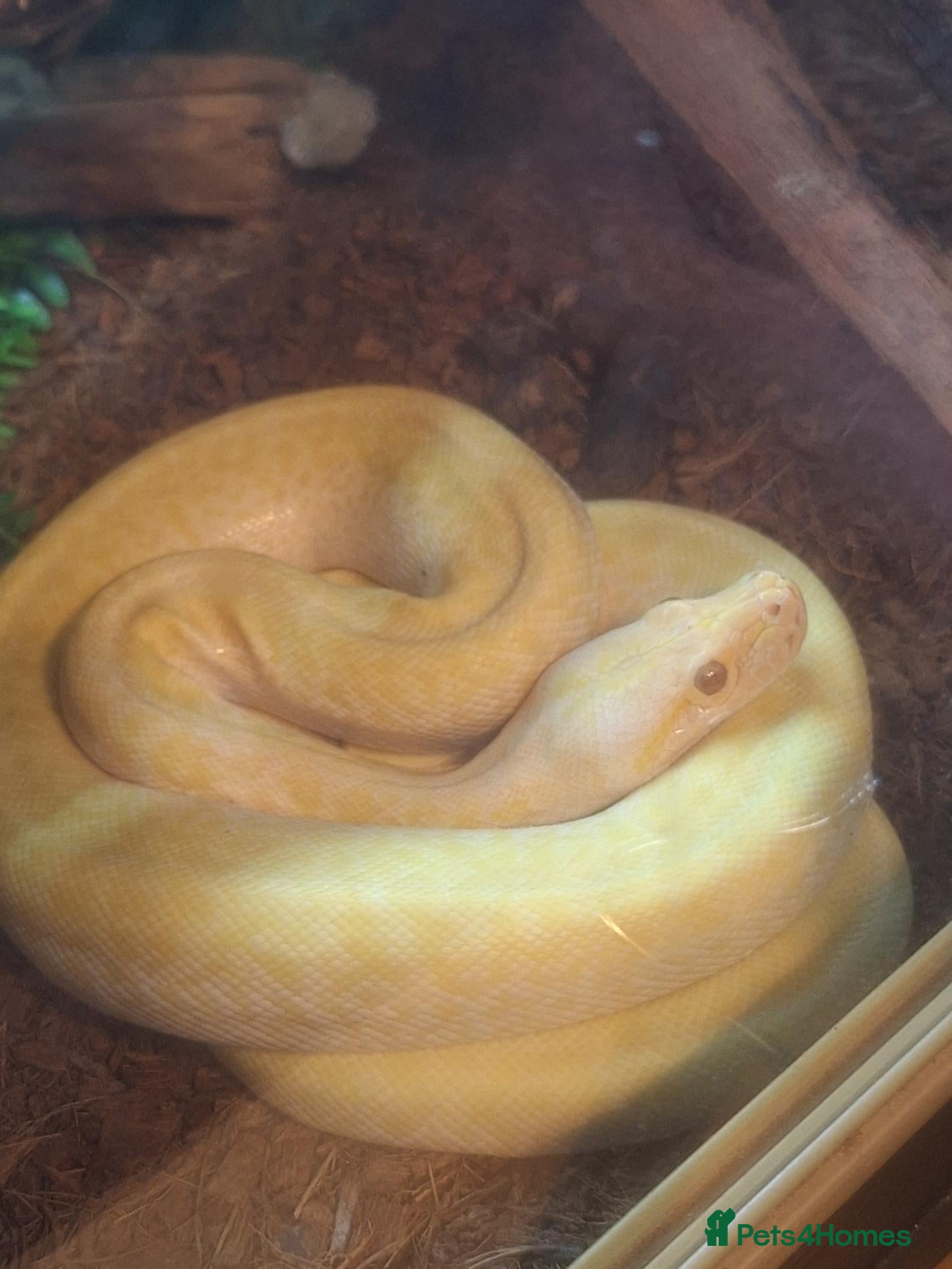Snake reptiles Granite albino 50% dwarf burmese - Advert 8