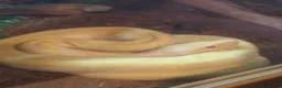 Snake reptiles for sale: Granite albino 50% dwarf burmese - Advert 1