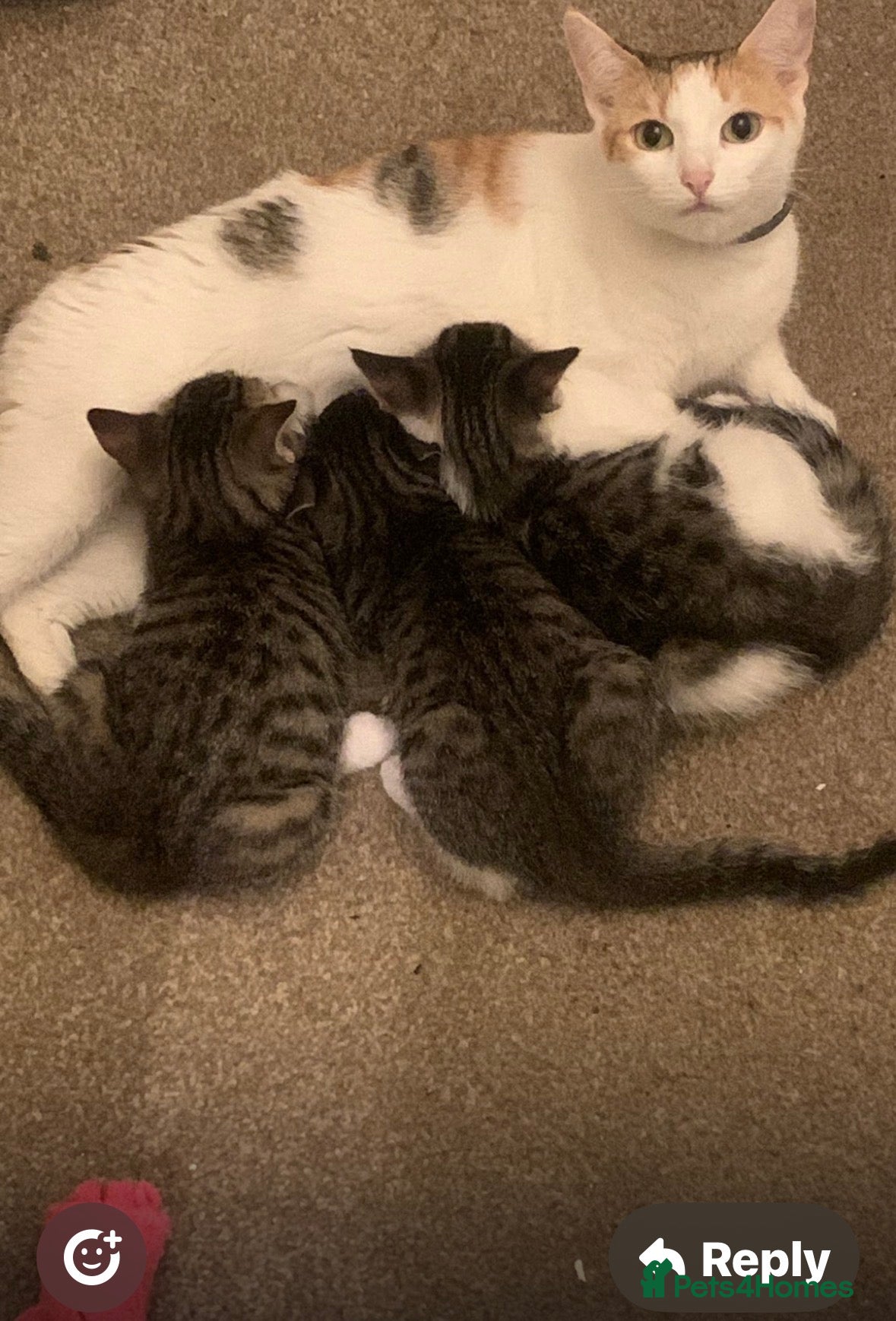 Mixed Breed cats Kittens ready to go  - Advert 3