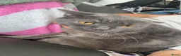 British Shorthair cats for sale: URGENT Beautiful British Shorthair mixed kittens  - Advert 7