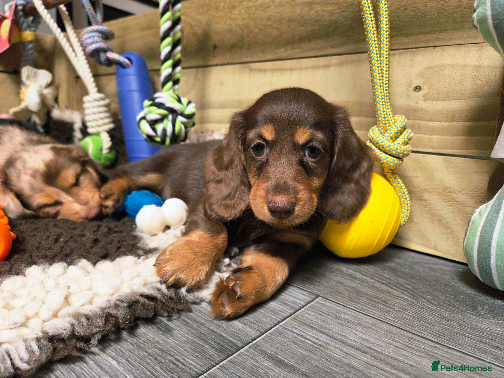 Miniature Dachshund dogs Stunning KC Registered Longhaired Mini Dachshunds - Advert 1
