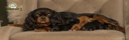 Cavalier King Charles Spaniel dogs for sale: Donna Jays Petite Cavaliers 🌟🌟🌟🌟🌟 - Advert 1