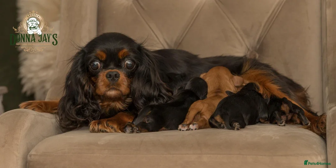 Cavalier King Charles Spaniel dogs for sale: Donna Jays Petite Cavaliers 🌟🌟🌟🌟🌟 - Advert 1