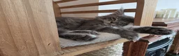 Maine Coon cats for sale: Three beautiful Maine Coon kittens - Advert 23