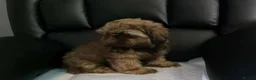 Shih Tzu dogs for sale: Beautiful imperial shih tzu in Barnsley - Advert 3