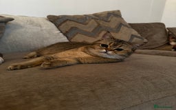 Scottish Fold cats for sale: Scottish straight cat - Image 5