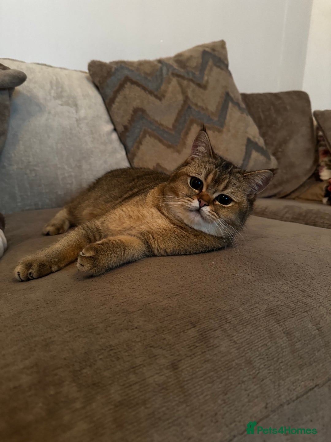 Scottish Fold cats for sale: Scottish straight cat - Image 5