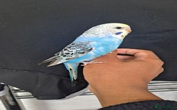Budgerigars birds for sale: Silly hand tamed baby budgies for sale  - Image 17