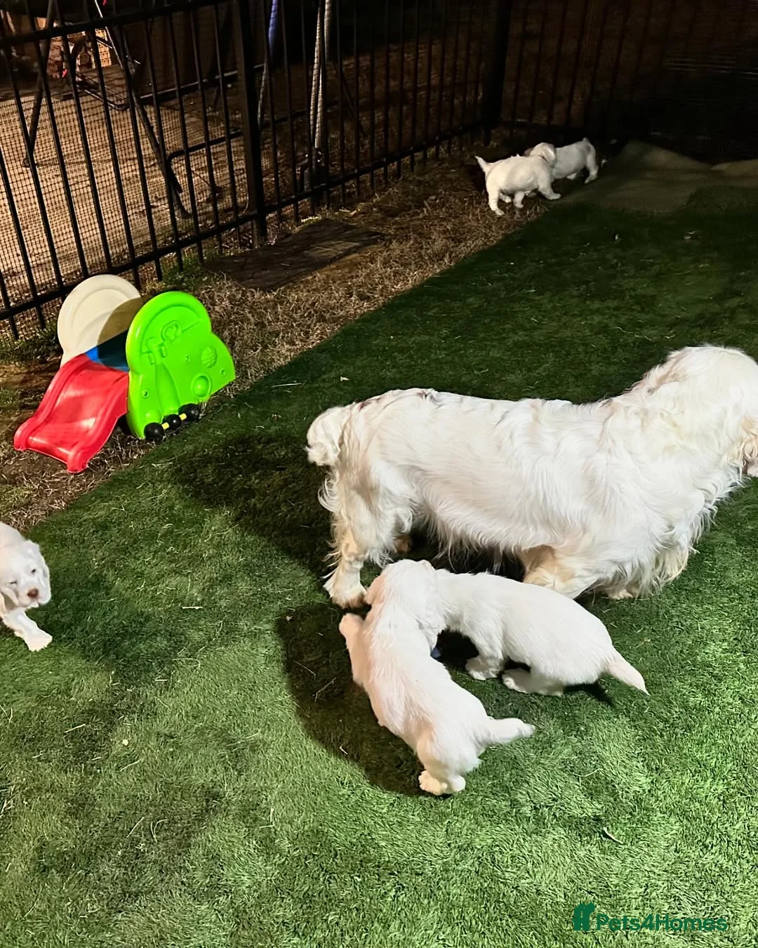 Clumber Spaniel dogs for sale: Happy Clumber Spaniel puppies for sale. - Advert 2