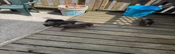 Border Terrier dogs for sale: Border terrior puppies  in Blackwood - Advert 5