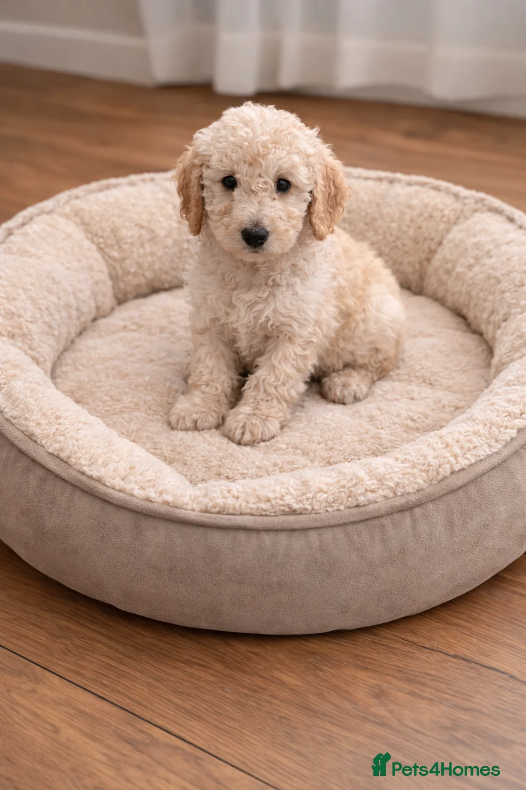 Sheepadoodle dogs for sale: Sheepadoodle Boy Puppy Ready To Leave Now - Advert 5